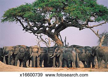 Stock Photograph - elephant herd 
(loxodonta africana) 
chobe national 
park,  botswana. 
fotosearch - search 
stock photos, 
pictures, images, 
and photo clipart