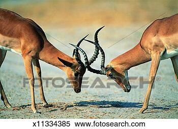 Stock Image - impala rutting 
(aepyceros melampus) 
chobe national 
park,  botswana. 
fotosearch - search 
stock photos, 
pictures, images, 
and photo clipart
