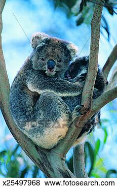 Stock Photo - koala bear (phascolarctos 
cinereus) kangaroo 
island, south 
australia. fotosearch 
- search stock 
photos, pictures, 
images, and photo 
clipart