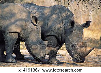 Picture - two white rhinoceroses, 
mala mala game 
reserve, south 
africa. fotosearch 
- search stock 
photos, pictures, 
images, and photo 
clipart