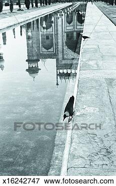 Picture - taj mahal, agra, 
india. fotosearch 
- search stock 
photos, pictures, 
images, and photo 
clipart