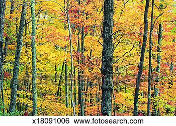 Stock Photo - great smoky mountains 
national park, 
 tennessee,  united 
states of. fotosearch 
- search stock 
photos, pictures, 
images, and photo 
clipart