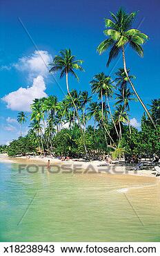 Stock Photo - tobago, west indies. 
fotosearch - search 
stock photos, 
pictures, images, 
and photo clipart