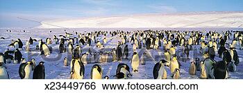 Stock Photo - emperor penguin 
(aptenodytes forsteri). 
fotosearch - search 
stock photos, 
pictures, images, 
and photo clipart