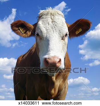 Stock Photography - bavarian cow against 
blue sky. fotosearch 
- search stock 
photos, pictures, 
images, and photo 
clipart