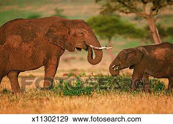 Stock Photograph - adult and young 
african elephants 
feeding from a 
bush in grassland. 
fotosearch - search 
stock photos, 
pictures, images, 
and photo clipart