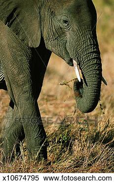 Stock Image - african elephant 
feeding on grass, 
masai mara, kenya, 
africa. fotosearch 
- search stock 
photos, pictures, 
images, and photo 
clipart