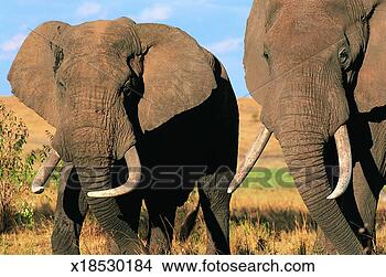 Stock Photo - two african elephants 
walking side by 
side in grassland, 
 masai mara. fotosearch 
- search stock 
photos, pictures, 
images, and photo 
clipart
