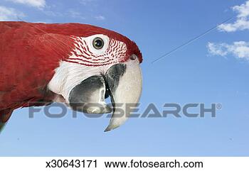 Stock Photography - close up of a 
maccaw parrot 
against a blue 
sky. fotosearch 
- search stock 
photos, pictures, 
images, and photo 
clipart