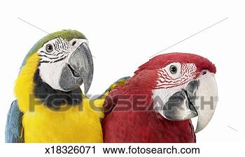 Stock Photography - two macaw parrots 
side by side. 
fotosearch - search 
stock photos, 
pictures, images, 
and photo clipart