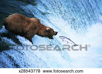 Stock Photo - grizzly bear feeds 
on a jumping salmon, 
alaska. fotosearch 
- search stock 
photos, pictures, 
images, and photo 
clipart