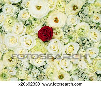 Stock Photography - red rose standing 
out of a crowd 
of white roses. 
fotosearch - search 
stock photos, 
pictures, images, 
and photo clipart