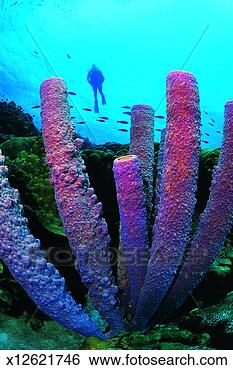 Stock Photo - scuba diver and 
large coral formation, 
bonaire. fotosearch 
- search stock 
photos, pictures, 
images, and photo 
clipart