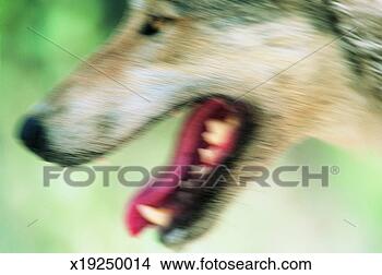 Stock Photo - close-up of a 
grey wolf with 
an open mouth, 
 denali national 
park. fotosearch 
- search stock 
photos, pictures, 
images, and photo 
clipart