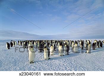 Stock Photography - emperor penguin 
colony, dawson-lambton 
glacier, weddel 
sea, antarctica. 
fotosearch - search 
stock photos, 
pictures, images, 
and photo clipart