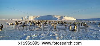 Stock Image - emperor penguins, 
dawson-lambton 
glacier, weddell 
sea, antarctica. 
fotosearch - search 
stock photos, 
pictures, images, 
and photo clipart