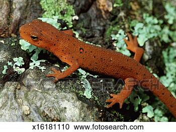 Stock Photography - red-spotted newt, 
great smoky mountains 
national park, 
tennessee, usa. 
fotosearch - search 
stock photos, 
pictures, images, 
and photo clipart