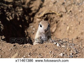 Stock Photo - round tailed squirrel. 
fotosearch - search 
stock photos, 
pictures, images, 
and photo clipart