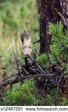 Stock Photography - squirrel stands 
on a pine tree 
branch eating 
a pine cone. fotosearch 
- search stock 
photos, pictures, 
images, and photo 
clipart