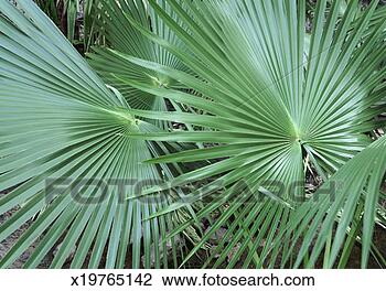 Stock Photo - australian cabbage 
palm leaves, kimberley, 
western australia. 
fotosearch - search 
stock photos, 
pictures, images, 
and photo clipart