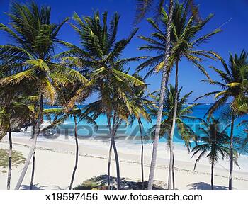 Stock Photo - bottom bay, barbados, 
caribbean. fotosearch 
- search stock 
photos, pictures, 
images, and photo 
clipart