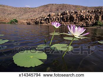Stock Photo - close up on water 
lilies, kimberley, 
western australia. 
fotosearch - search 
stock photos, 
pictures, images, 
and photo clipart