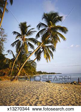Stock Photo - palm trees on 
a sandy beach, 
barbados. fotosearch 
- search stock 
photos, pictures, 
images, and photo 
clipart
