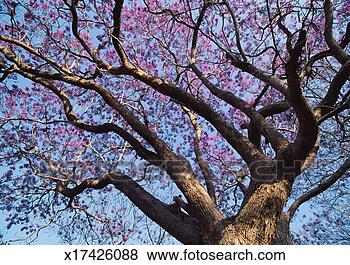 Stock Photo - branches of eucalyptus 
tree,  kangaroo 
island,  southern 
australia. fotosearch 
- search stock 
photos, pictures, 
images, and photo 
clipart