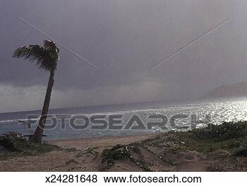 Stock Photo - hurricane on a 
beach, palm tree 
swaying in the 
wind and rain. 
fotosearch - search 
stock photos, 
pictures, images, 
and photo clipart
