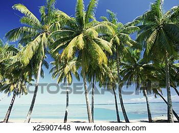 Stock Photo - palm trees, cook 
islands, pacific 
islands. fotosearch 
- search stock 
photos, pictures, 
images, and photo 
clipart