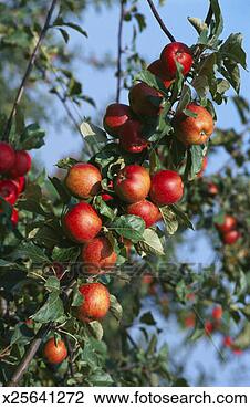 Stock Photo - red cider apples 
on the branch 
of an apple tree. 
fotosearch - search 
stock photos, 
pictures, images, 
and photo clipart