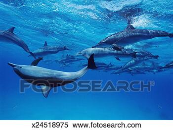 Stock Image - underwater shot 
of a large group 
of dolphins. fotosearch 
- search stock 
photos, pictures, 
images, and photo 
clipart