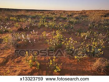 Stock Photograph - wildflowers on 
a red sand dune 
in the simpson 
desert,  south. 
fotosearch - search 
stock photos, 
pictures, images, 
and photo clipart