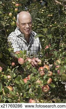 Stock Photo - farmer picking 
an apple in an 
apple tree. fotosearch 
- search stock 
photos, pictures, 
images, and photo 
clipart