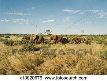 Stock Image - group of animals 
walking in grassland. 
fotosearch - search 
stock photos, 
pictures, images, 
and photo clipart
