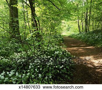 Stock Photo - path in a forest 
with wild garlic 
wildflowers,  
aberfeldy. fotosearch 
- search stock 
photos, pictures, 
images, and photo 
clipart