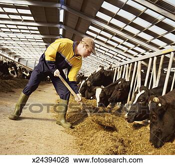 Stock Photo - farmer in overalls 
shovels animal 
feed to rows of 
cows in cages. 
fotosearch - search 
stock photos, 
pictures, images, 
and photo clipart
