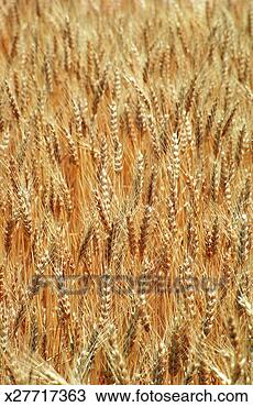 Stock Photo - full frame crop 
of wheat, discovery 
bay, california. 
fotosearch - search 
stock photos, 
pictures, images, 
and photo clipart
