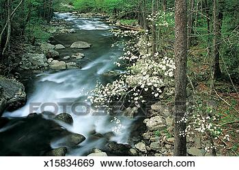 Stock Photograph - blossom on tree 
by a river,  great 
smoky mountains 
national park. 
fotosearch - search 
stock photos, 
pictures, images, 
and photo clipart