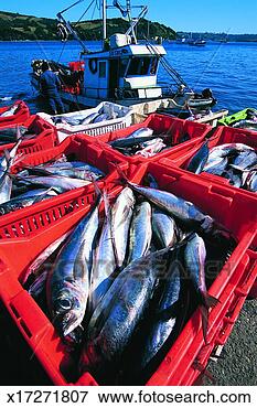 Picture - crates of fish 
on the coast with 
a fisherman and 
a fishing boat 
in. fotosearch 
- search stock 
photos, pictures, 
images, and photo 
clipart