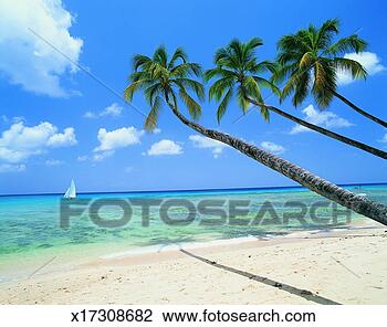 Stock Photo - paradise beach, 
barbados, caribbean. 
fotosearch - search 
stock photos, 
pictures, images, 
and photo clipart