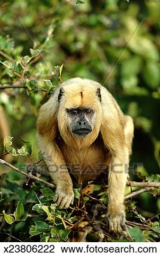 Stock Photo - brazil, northern 
pantanal, female 
black howler monkey 
in tree. fotosearch 
- search stock 
photos, pictures, 
images, and photo 
clipart