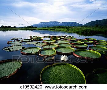 Stock Photography - brazil, pantanal, 
water lilies (victoria 
regia) sunrise. 
fotosearch - search 
stock photos, 
pictures, images, 
and photo clipart
