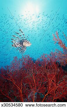 Stock Photography - papua new guinea, 
lionfish over 
red coral, underwater 
view. fotosearch 
- search stock 
photos, pictures, 
images, and photo 
clipart