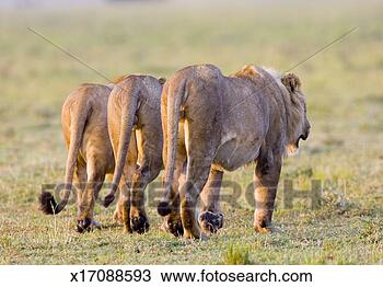 Stock Photo - three young male 
lions (panthera 
leo) walking in 
line, rear view. 
fotosearch - search 
stock photos, 
pictures, images, 
and photo clipart