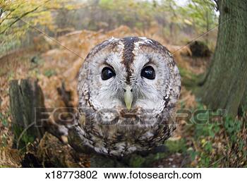Stock Photo - uk, hampshire, 
new forest, tawny 
owl (strix aluco) 
close-up. fotosearch 
- search stock 
photos, pictures, 
images, and photo 
clipart