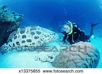 Stock Image - young female diver 
and potato cod 
face to face, 
underwater view. 
fotosearch - search 
stock photos, 
pictures, images, 
and photo clipart