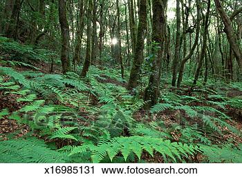 Stock Photography - canary islands, 
la gomera, garajonay 
national park, 
forest (sun flare). 
fotosearch - search 
stock photos, 
pictures, images, 
and photo clipart