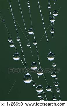 Stock Photo - dew on spider 
web, close-up, 
morning. fotosearch 
- search stock 
photos, pictures, 
wall murals, images, 
and photo clipart