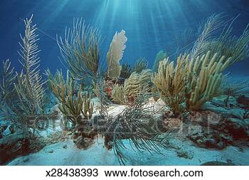 Stock Photo - coral reef with 
gorgonians and 
soft corals (digital 
composite). fotosearch 
- search stock 
photos, pictures, 
images, and photo 
clipart